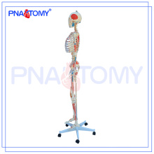 Modèle de squelette adulte PNT-0103 avec Muscle et Ligament